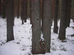 Зимний лес - реальность и мифы
